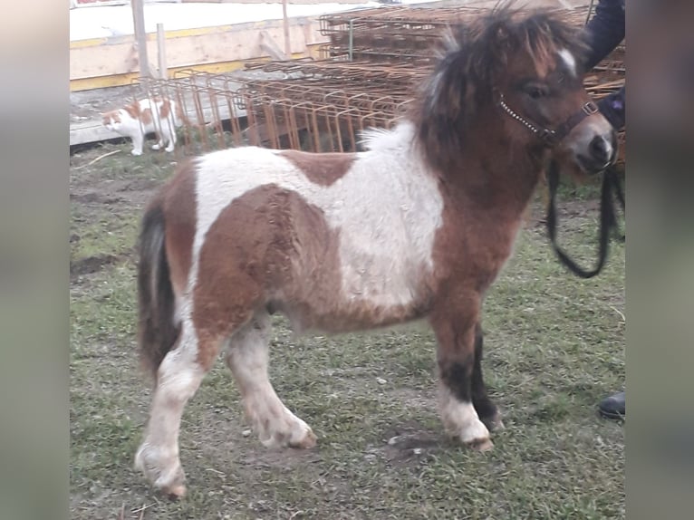 Mini Shetland Pony Hengst Fohlen (05/2024) Schecke in Kleblach-Lind