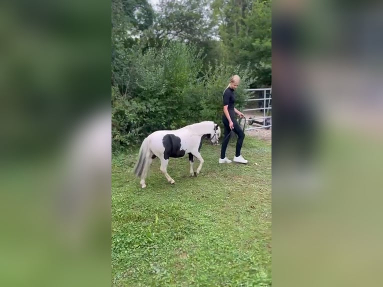 Mini Shetland Pony Hengst Fohlen (10/2025) Schecke in GROTE-BROGEL