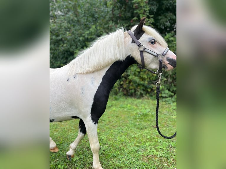 Mini Shetland Pony Hengst Fohlen (10/2025) Schecke in GROTE-BROGEL
