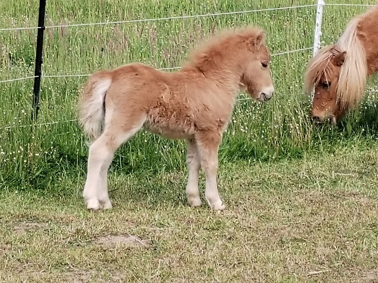 Mini Shetland Pony Hengst  in Hameln