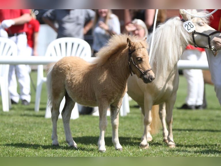 Mini Shetland Pony Hengst Fohlen (04/2025) in Hameln