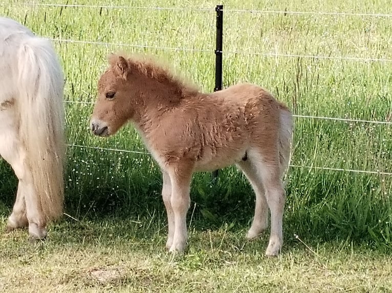 Mini Shetland Pony Hengst  in Hameln