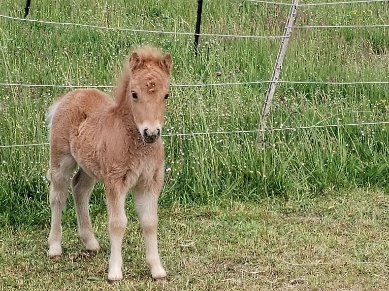 Mini Shetland Pony Hengst  in Hameln