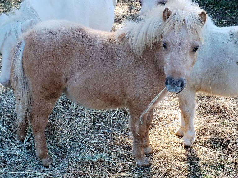 Mini Shetland Pony Hengst Fohlen (04/2025) in Hameln