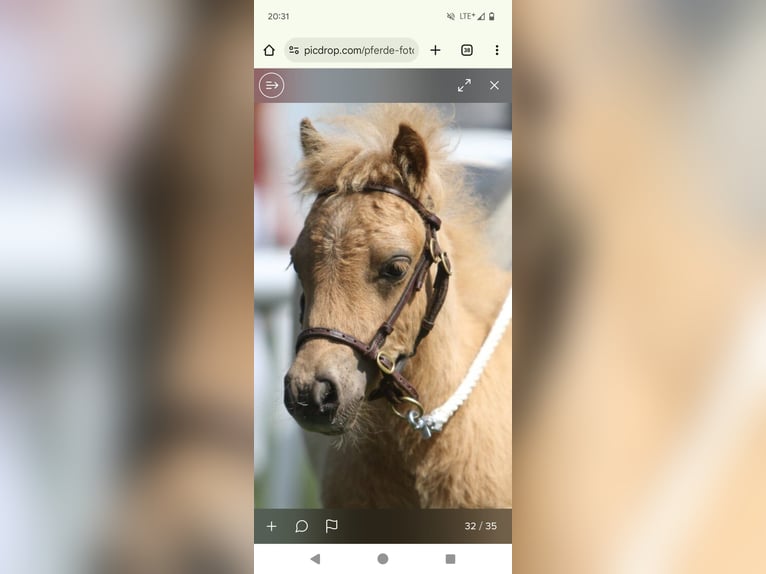Mini Shetland Pony Hengst Fohlen (04/2025) in Hameln