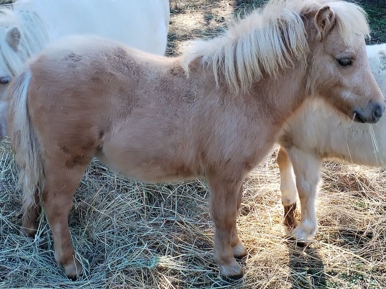 Mini Shetland Pony Hengst Fohlen (04/2025) in Hameln