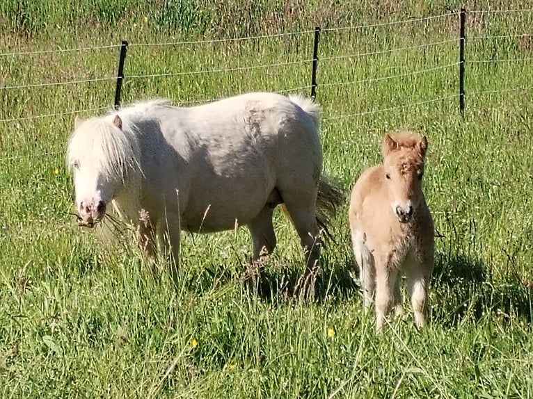 Mini Shetland Pony Hengst  in Hameln