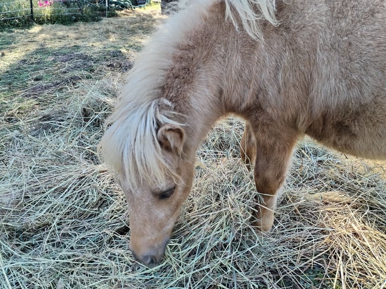 Mini Shetland Pony Hengst Fohlen (04/2025) in Hameln