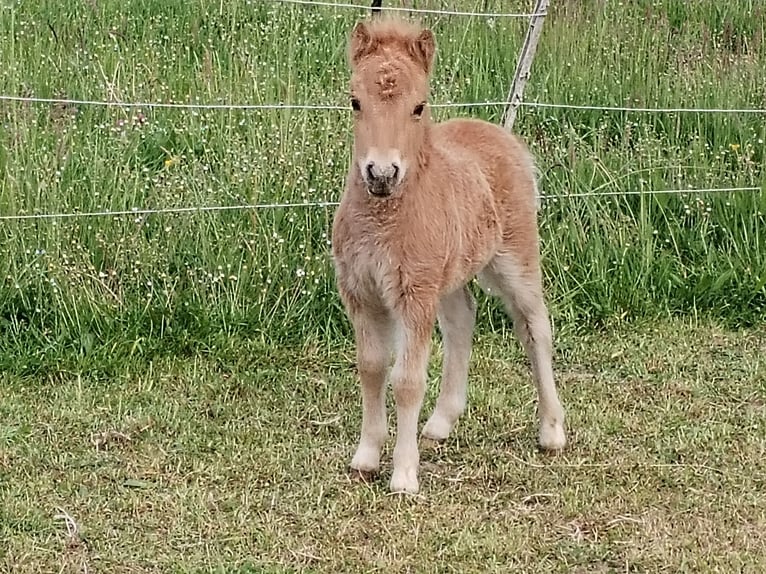 Mini Shetland Pony Hengst  in Hameln