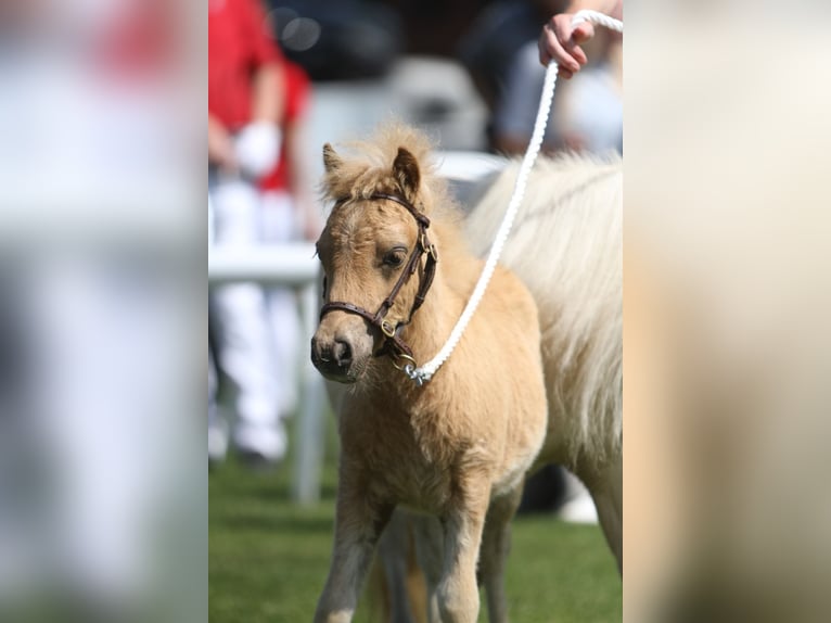 Mini Shetland Pony Hengst Fohlen (04/2025) in Hameln
