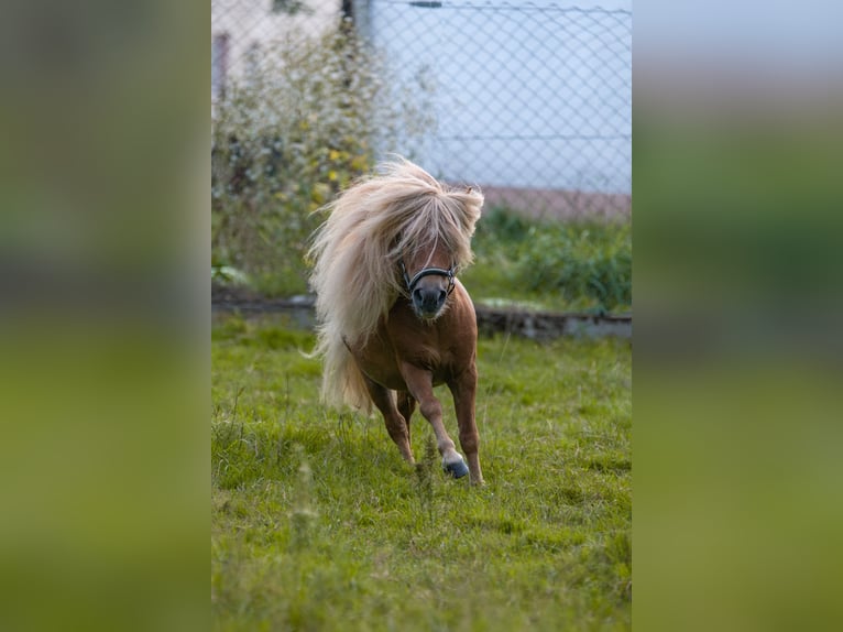Mini Shetland Pony Hengst Fuchs in Balzhausen