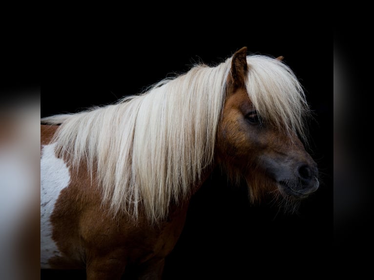 Mini Shetland Pony Hengst Gevlekt-paard in Oebisfelde