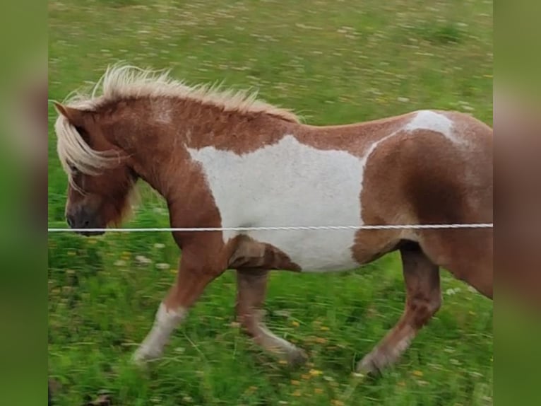 Mini Shetland Pony Hengst Gevlekt-paard in Oebisfelde