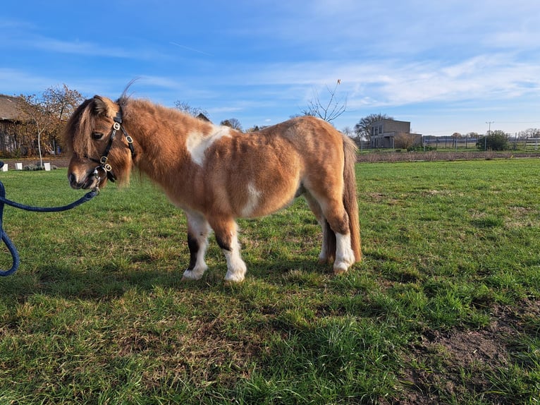 Mini Shetland Pony Hengst Gevlekt-paard in Jütrichau