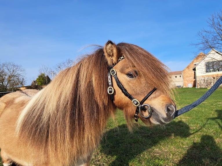 Mini Shetland Pony Hengst Gevlekt-paard in Jütrichau