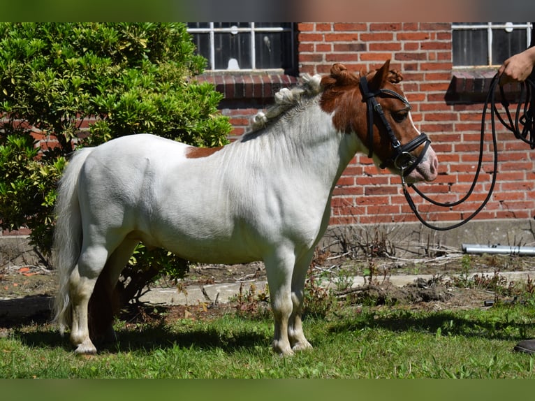 Mini Shetland Pony Hengst Gevlekt-paard in Dätgen