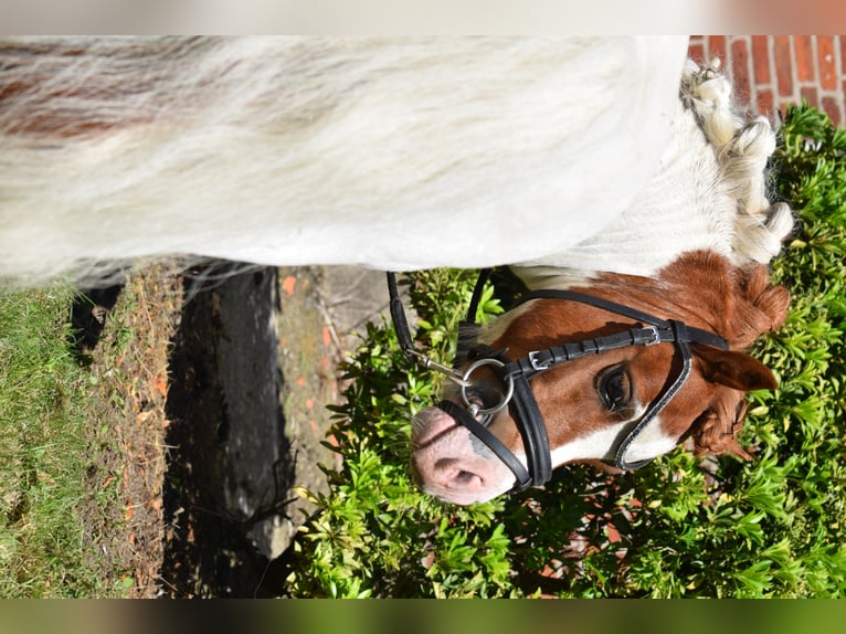 Mini Shetland Pony Hengst Gevlekt-paard in Dätgen