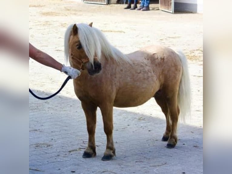 Mini Shetland Pony Hengst Palomino in Marktl