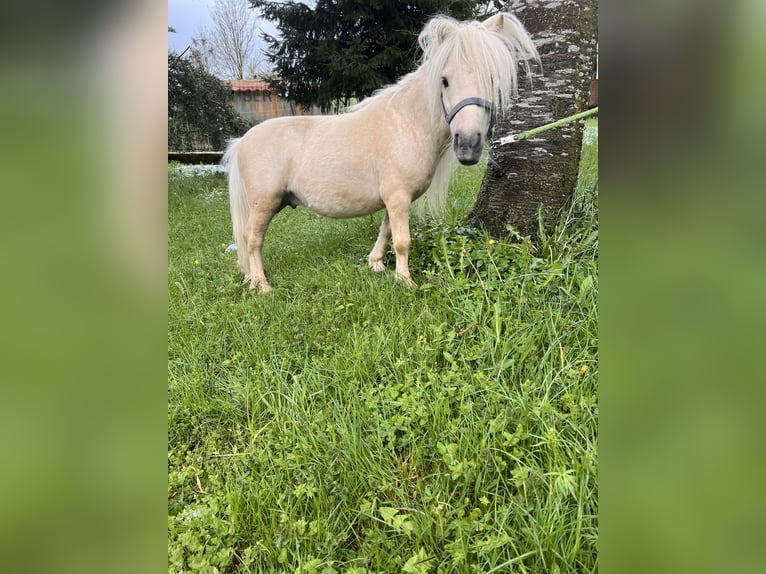 Mini Shetland Pony Hengst Palomino in Eberhardzell