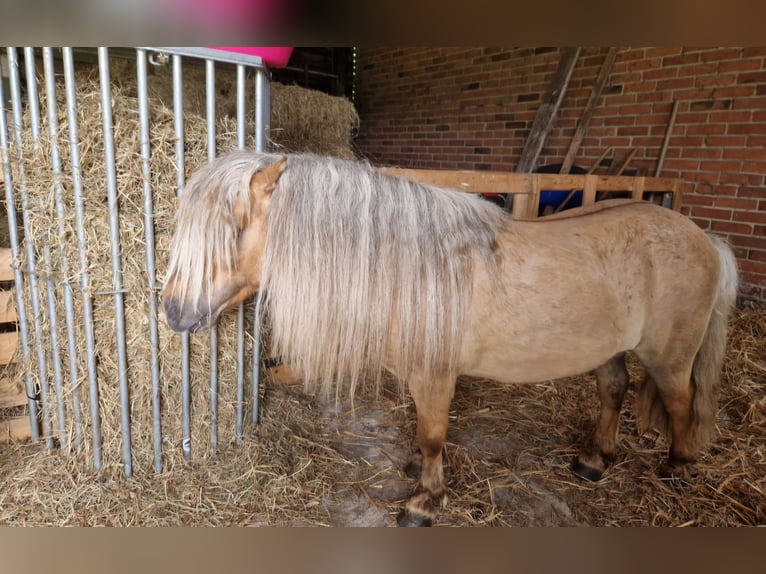 Mini Shetland Pony Hengst Red Dun in Herzebrock-Clarholz