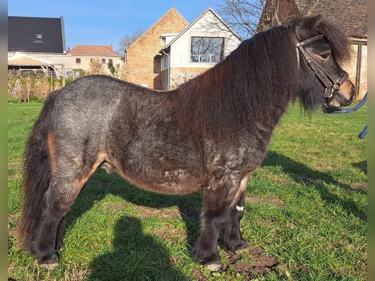 Mini Shetland Pony Hengst Roan-Bay in J&#xFC;trichau