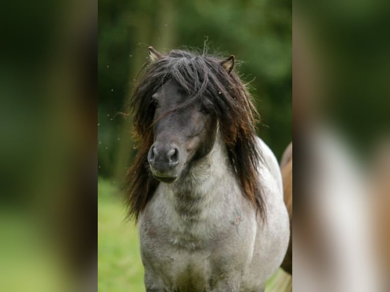 Mini Shetland Pony Hengst Roan-Blue in Peiting