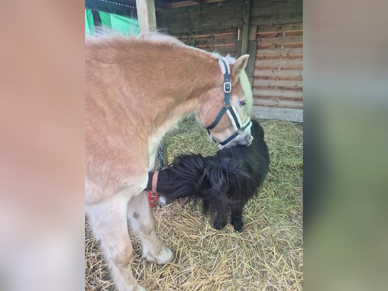 Mini Shetland Pony Hengst Roan-Blue in Northeim
