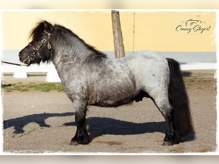 Mini Shetland Pony Hengst Roan-Blue in Klein Ammensleben