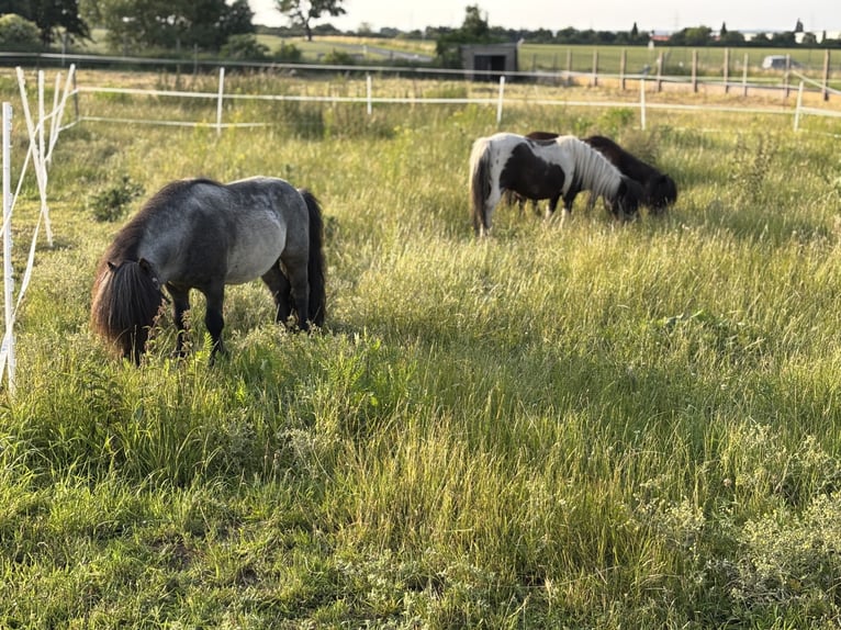 Mini Shetland Pony Hengst Roan-Blue in Klein Ammensleben