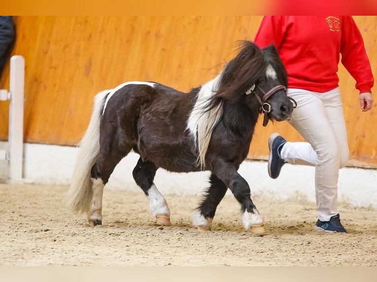 Mini Shetland Pony Hengst Schecke in Neuenkirchen