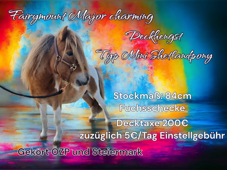 Mini Shetland Pony Hengst Schecke in Inzersdorf