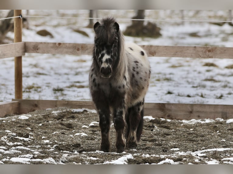 Mini Shetland Pony Hengst Tigerschecke in Stockach