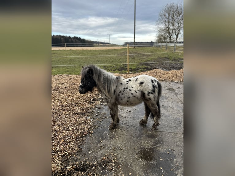 Mini Shetland Pony Hengst Tigerschecke in Stockach