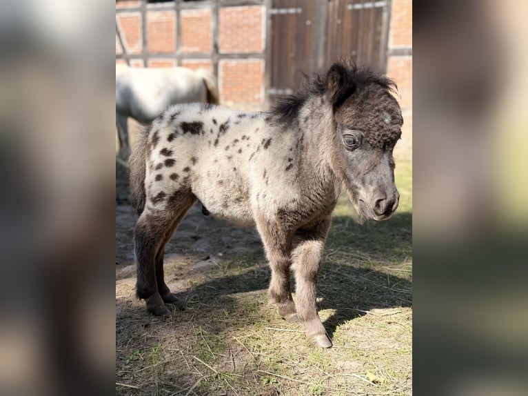 Mini Shetland Pony Hengst Veulen (01/2026) 60 cm Appaloosa in Süsel