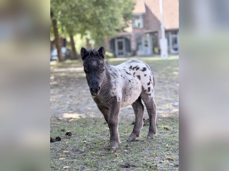 Mini Shetland Pony Hengst Veulen (01/2026) 60 cm Appaloosa in Süsel