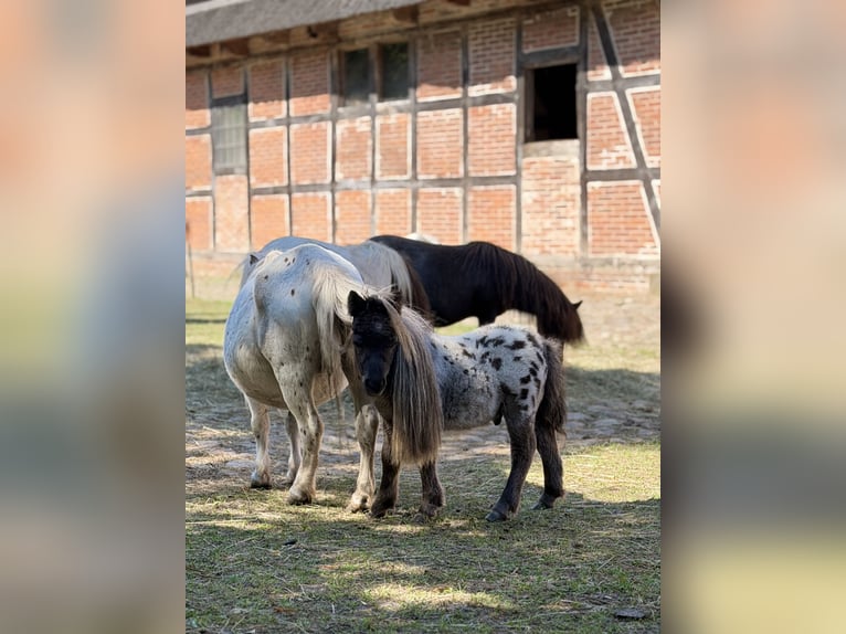Mini Shetland Pony Hengst Veulen (01/2026) 60 cm Appaloosa in Süsel