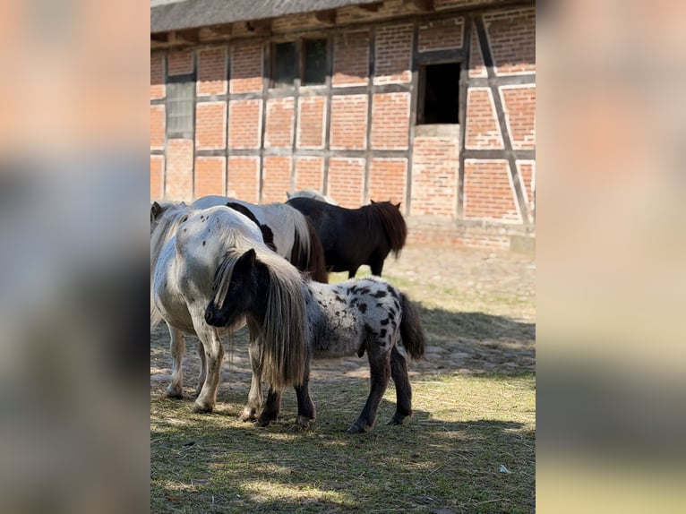 Mini Shetland Pony Hengst Veulen (01/2026) 60 cm Appaloosa in Süsel