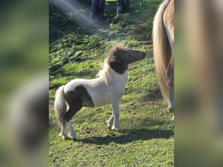 Mini Shetland Pony Hengst Veulen (06/2026) 80 cm  in Taxberg