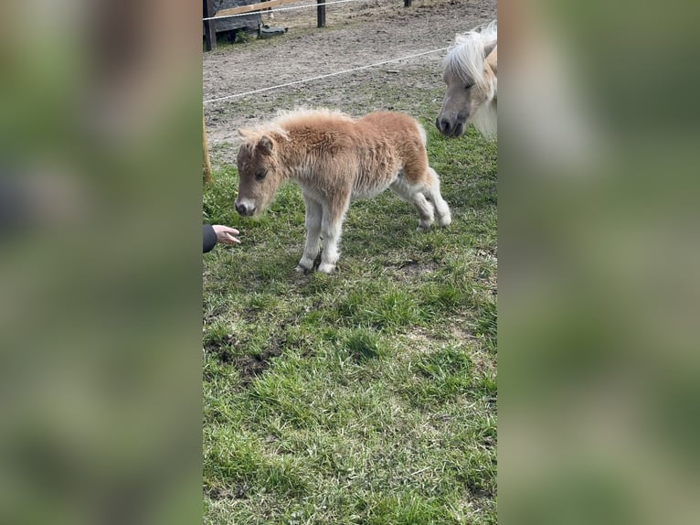 Mini Shetland Pony Hengst Veulen (03/2026) 85 cm Vos in Niederwampach