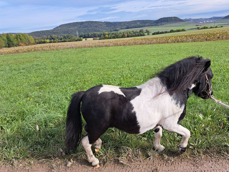 Mini Shetland Pony Hengst veulen (01/2024) 95 cm Gevlekt-paard in Burladingen