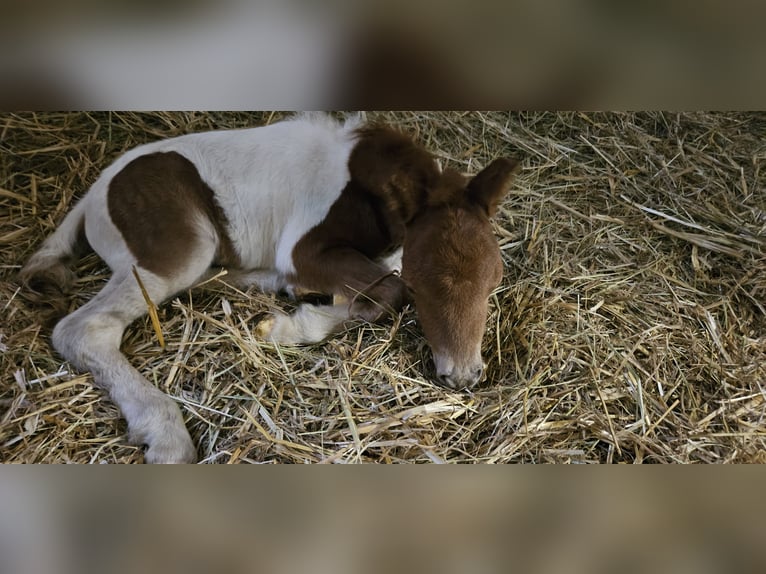 Mini Shetland Pony Hengst veulen (01/2024) 95 cm Gevlekt-paard in Burladingen