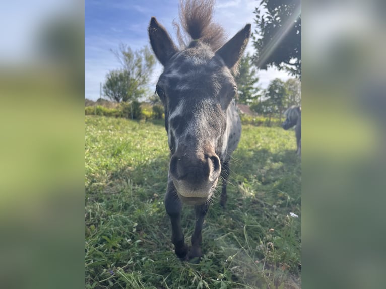 Mini Shetland Pony Hengst Veulen (05/2025) Appaloosa in Heldburg