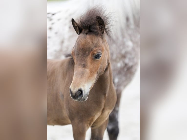 Mini Shetland Pony Hengst Veulen (04/2025) Bruin in Gomadingen
