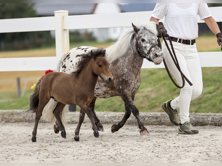 Mini Shetland Pony Hengst Veulen (04/2025) Bruin in Gomadingen