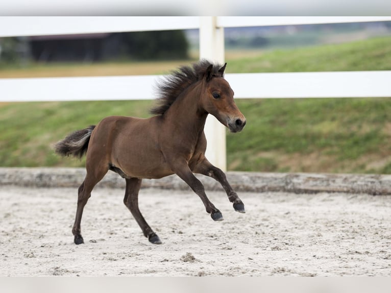 Mini Shetland Pony Hengst Veulen (04/2025) Bruin in Gomadingen