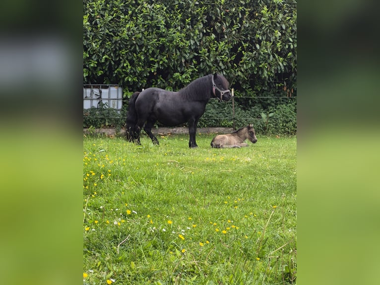 Mini Shetland Pony Hengst Veulen (06/2026) Buckskin in Lentföhrden