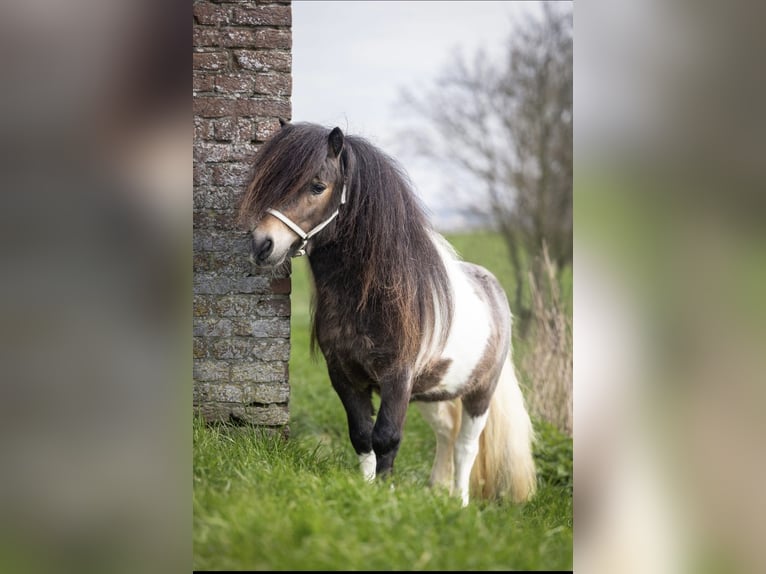 Mini Shetland Pony Hengst Veulen (05/2026) Donkerbruin in Beusichem