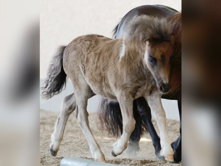 Mini Shetland Pony Hengst Veulen (04/2026) Gevlekt-paard in Kellinghusen