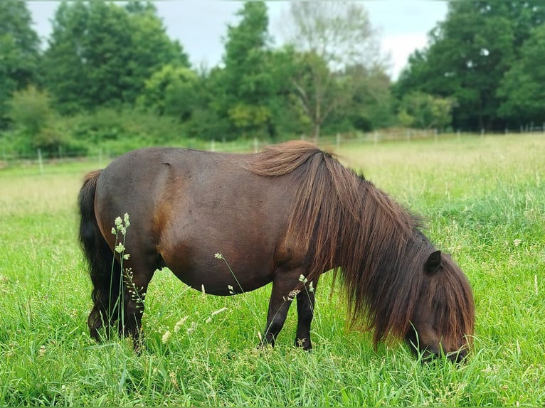 Mini Shetland Pony Hengst Veulen (04/2026) Gevlekt-paard in Kellinghusen