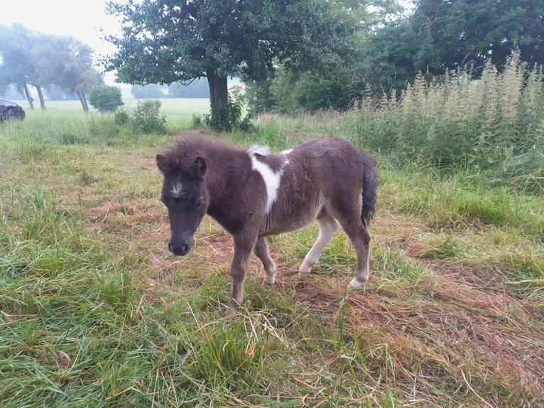 Mini Shetland Pony Hengst veulen (05/2024) Gevlekt-paard in Unlingen